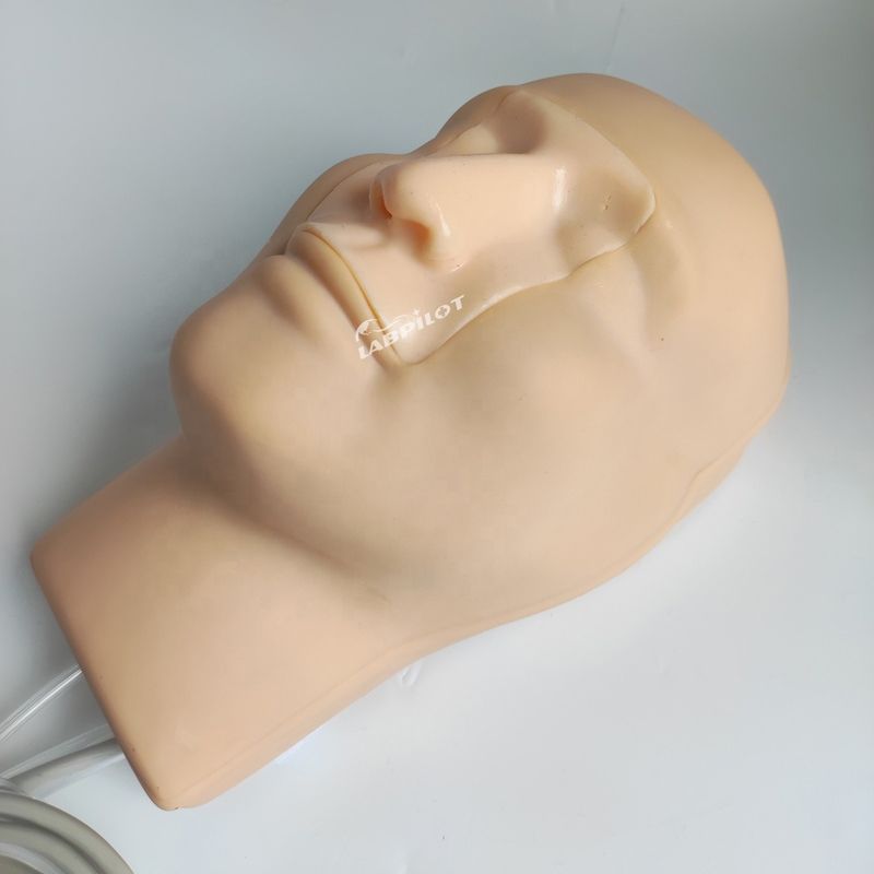 Vivid Kopf und Nacken Modell Nasenblutungs Simulator für Patienten Pflege Demonstration