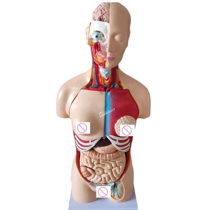 85CM Unisex Torso Mannequin Innere Organe Anatomie Modell Menschlicher Torso Modelle Kategorie