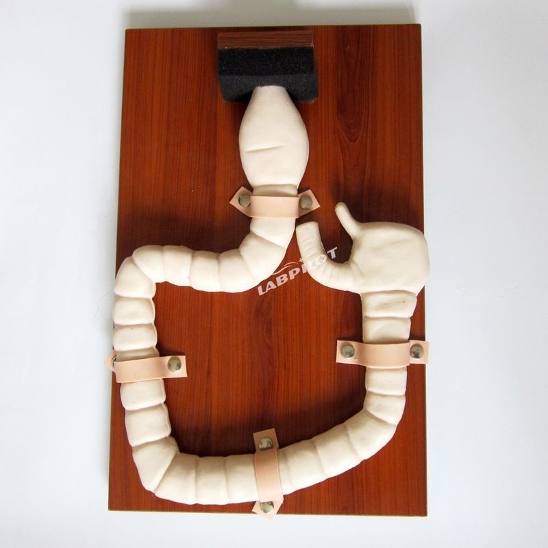 Anatomie Modell von Rektum und Dickdarm Advanced PVC Human Life Size Darm Endoskopie Simulator