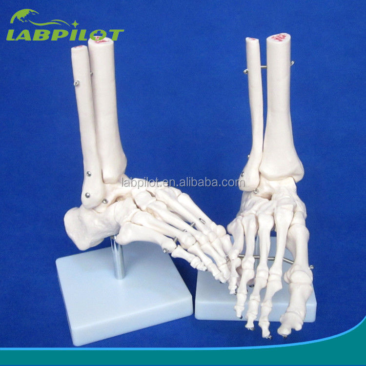Menschliche anatomische Modelle lebensgroßes Fußgelenkmodell mit Bänder und Knochen des Skeletts