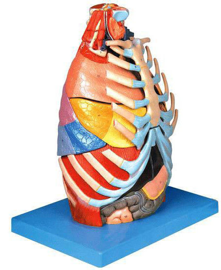 Medizinische Wissenschaft Anatomisches Demonstrationsmodell der menschlichen Brusthöhle und der Brustorgane