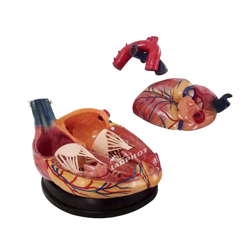 Anatomisches Herzmodell menschlicher Lebensgröße Ideal für Lehr- und Demonstrationszwecke