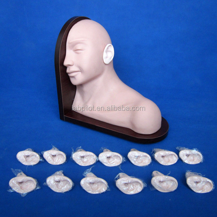 Medizinische Ausbildung Ohruntersuchungsmodell realistische menschliche Simulation mit 14-Pc-Set