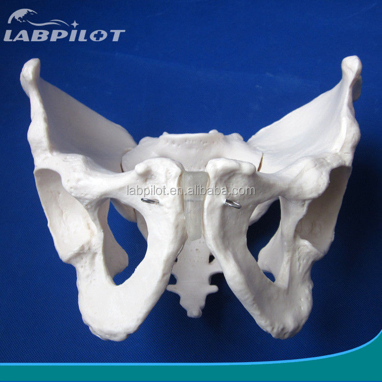Langes und schmales männliches Beckenmodell für Krankenhäuser