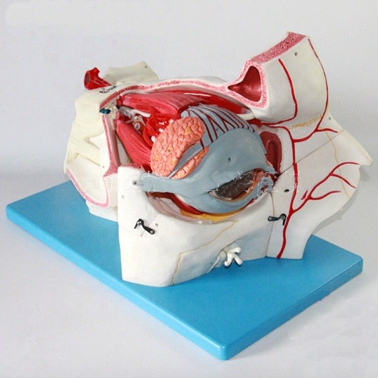 Ophthalmologische anatomische Modelle Augenkugel Modell und Orbit mit Deluxe 9-Teil-Augenmodell