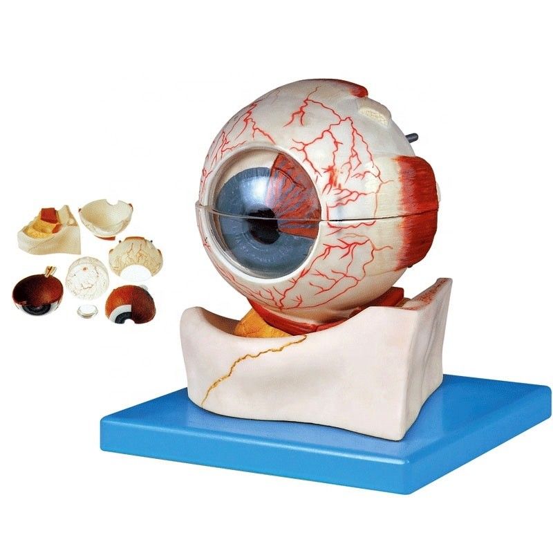 Human Life Size Deluxe 7-teiliges anatomisches Augenkugelmodell für oftalmologische Kategorien