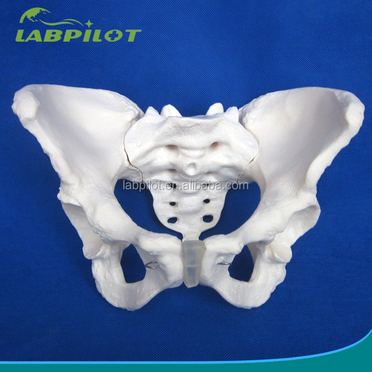 Erweiterte PVC-Vivid-Hippenknochenmodelle für die Lehre des weiblichen Beckenmodells in Kliniken