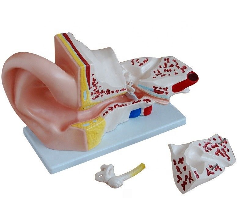 Medizinische Wissenschaft 4 Teile Riesen-Anatomische Ohrmodell zur Unterrichtsanalyse des Innenohres