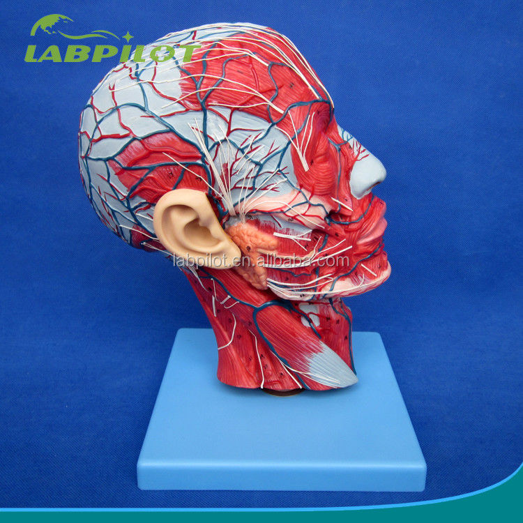 Detaillierte anatomische Strukturen im Halbkopfmodell für den menschlichen Kopf und Hals