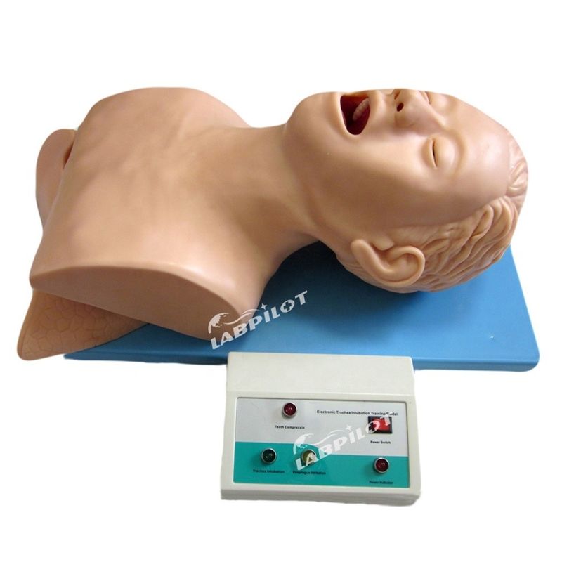 Endotracheale Intubation Training Manikin menschliche Lebensgröße Modell für Reanimation Airbag