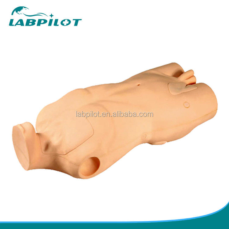 Erweitertes PVC-Torso-Modell für die Entwicklung von Fähigkeiten bei der zentralvenösen Injektion und Punktion
