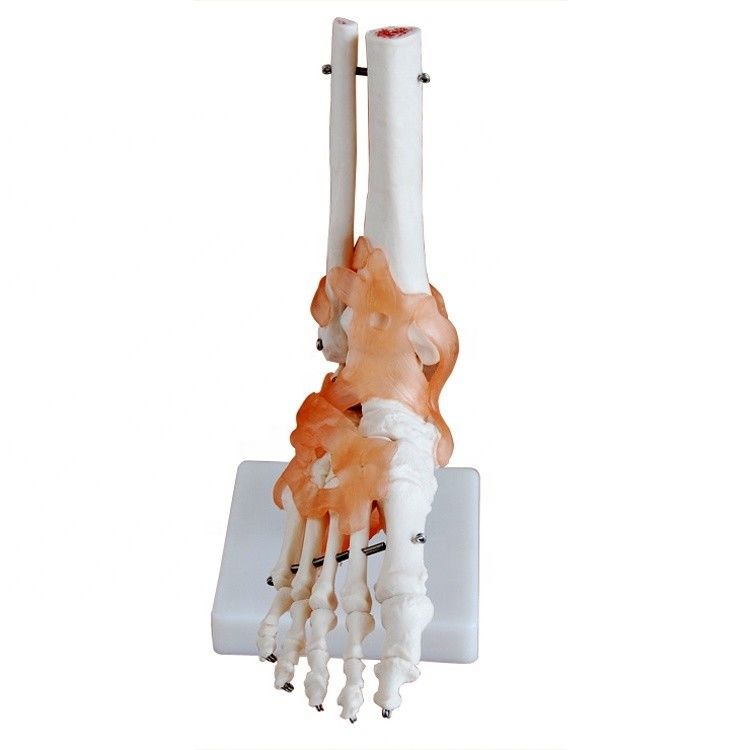 Anatomische Struktur des Fußes in lebensgroßer Größe