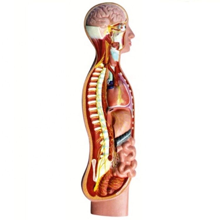 Modell für die Anatomie des menschlichen autonomen parasympathischen Nervs im Rückenmark
