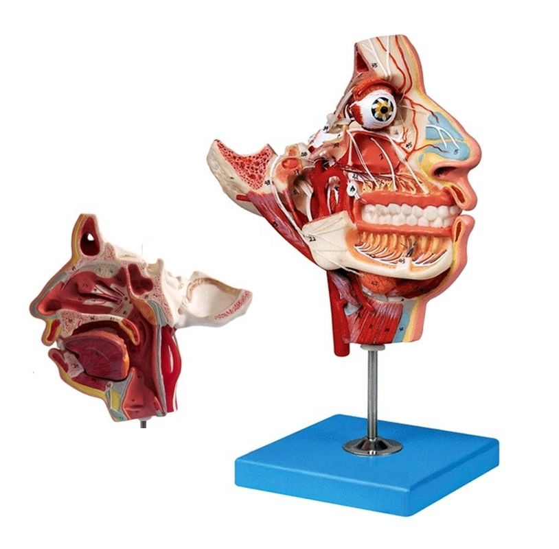 Körpergröße Kopf und Gesicht Anatomie Modell für Patienten Pflege Demonstration