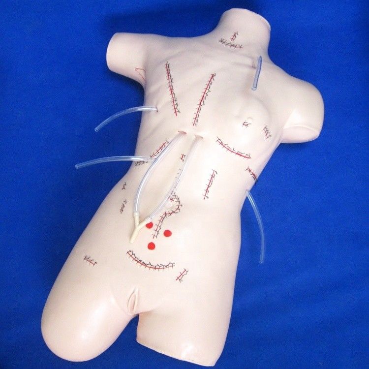 Realistisches Appendix-Lehrmodell für Verbands- und Nähfähigkeiten Chirurgische Dummy