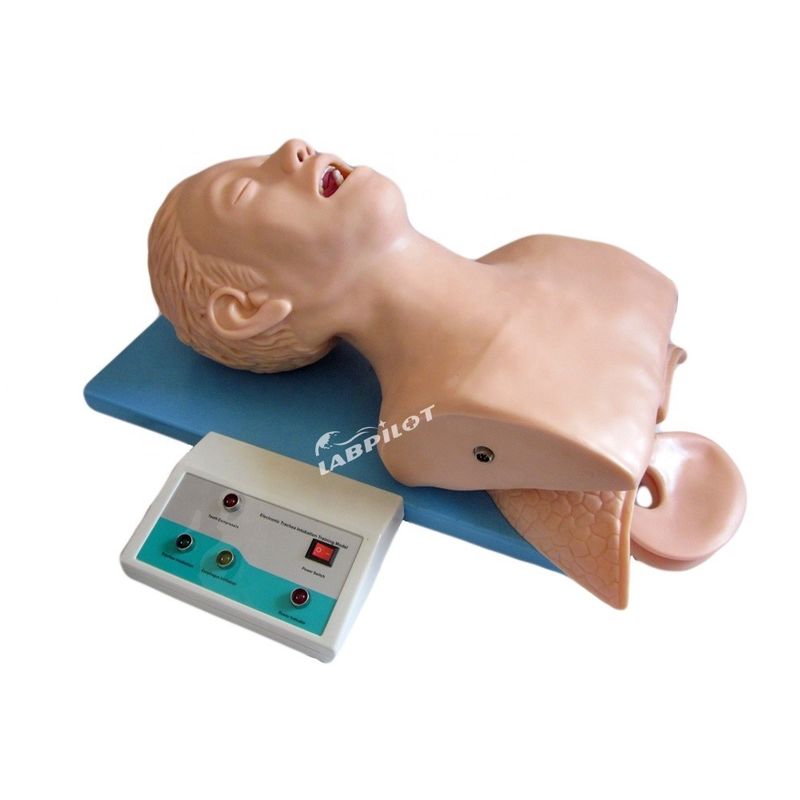 Modell für die Intubation der Trachea mit Atemwege Lungen- und Magenanatomie
