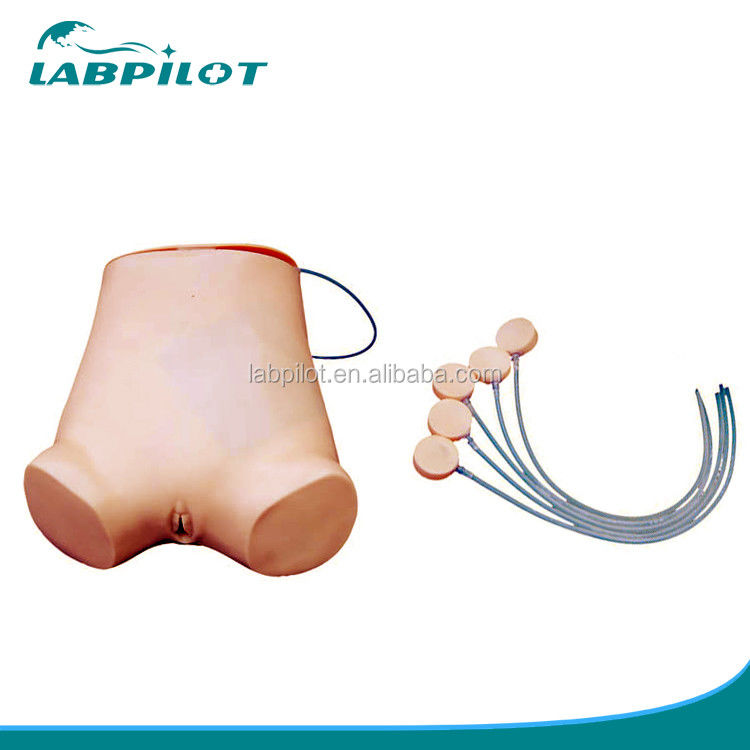 Lebhafte Abdominozentese Fähigkeiten Praxis Modell Vorteil der lebhaften anatomischen Struktur