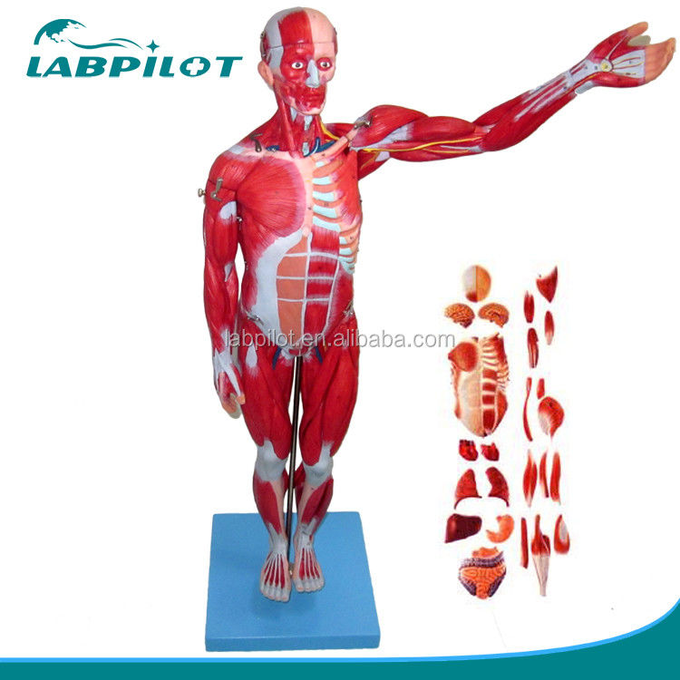 Anatomisches Modell 27 Teile Ganzkörpermuskeln mit inneren Organen 78cm Anatomie Modell