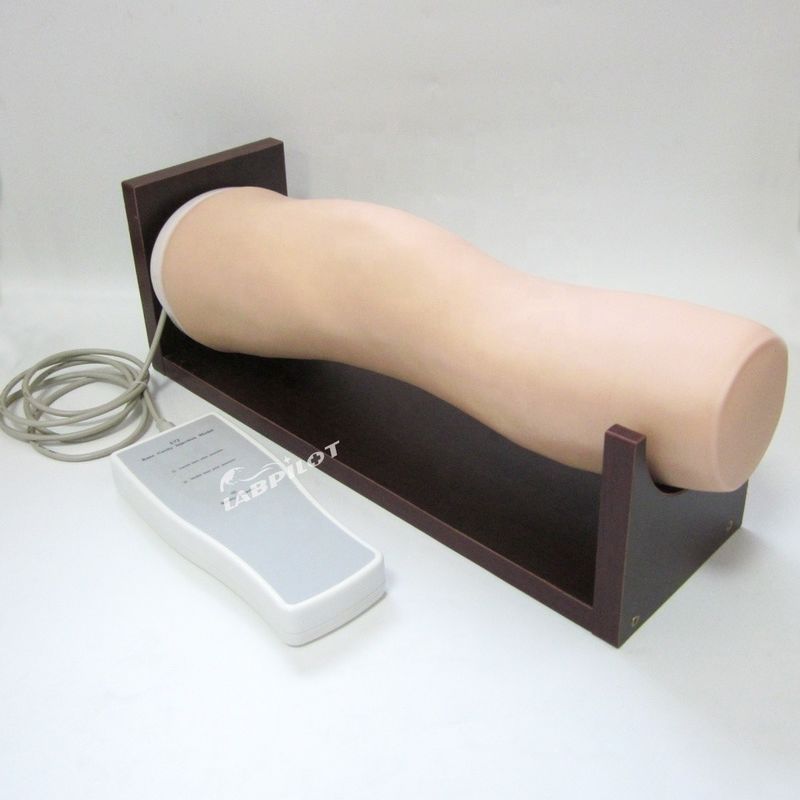 Vivid Elektronische Knie-Gelenk-Intra-Artikuläre Injektions-Training-Modell für klinische Pflegefähigkeiten