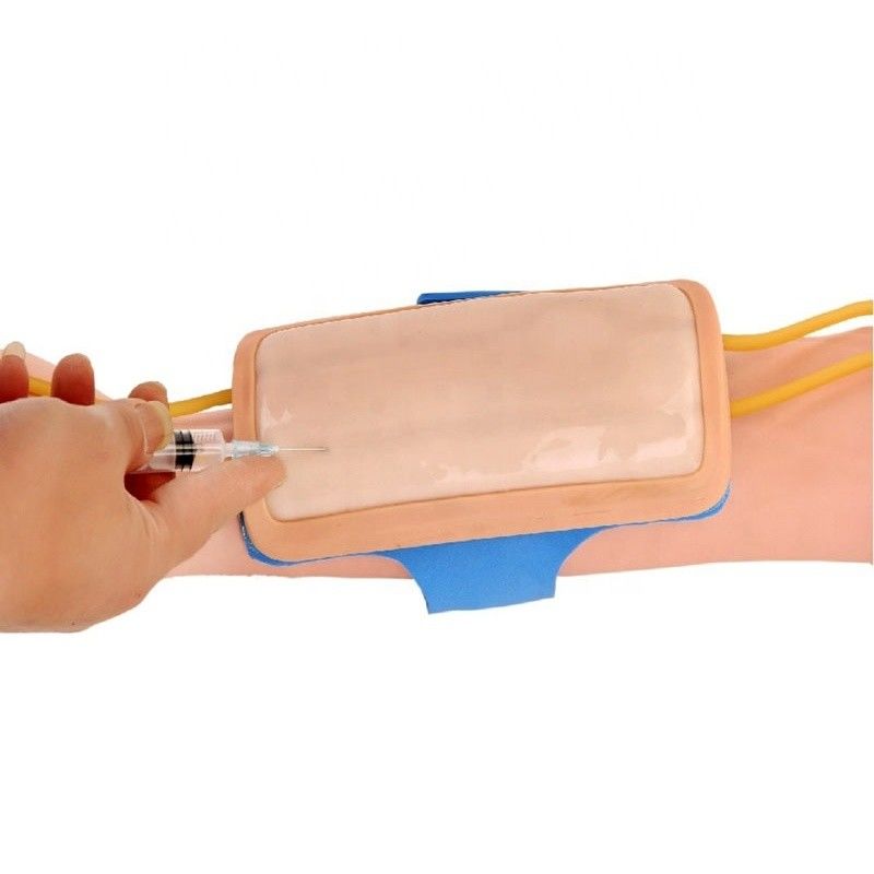 Erweiterte PVC-Vorarm-Venipuncture-Ausbildungsplattform IV Injektionsplattform für Medizinische Wissenschaft