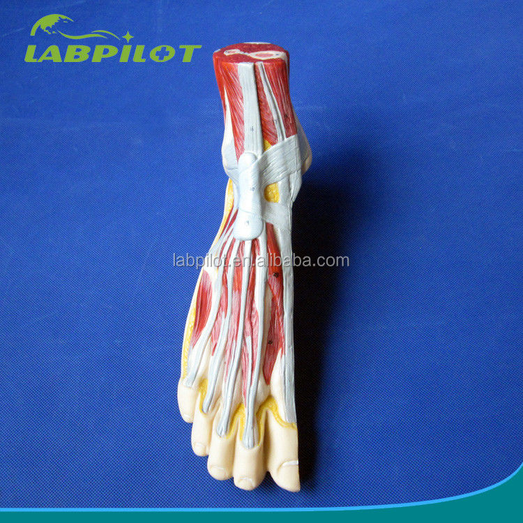 Anatomisches Modell des Fußes menschliche Lebensgröße Detaillierter median Sagittal Abschnitt Anatomie