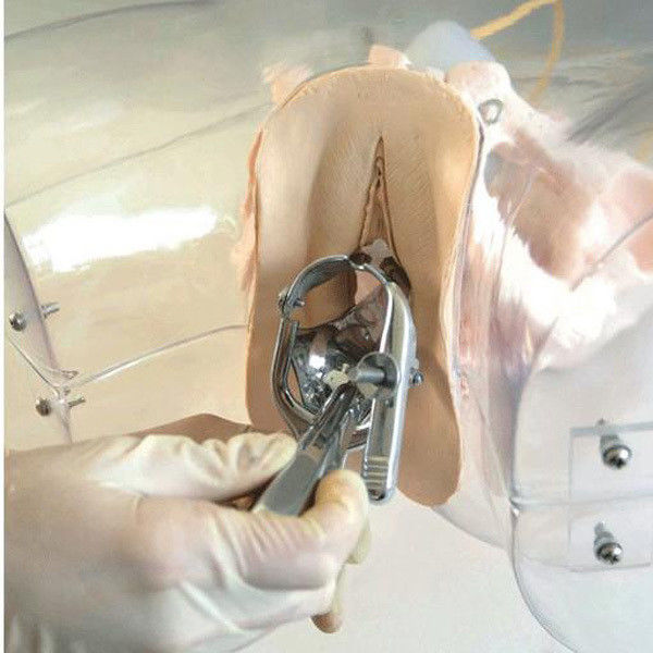 Geburtshilfe-Gynecologie-Modell Transparenter Uterus-Kurettagesimulator für die Krankenschulen