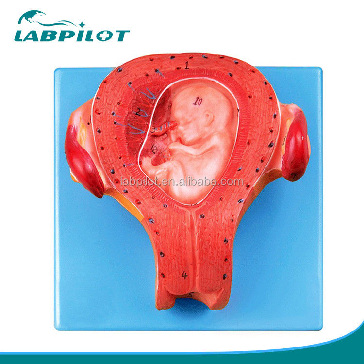 Erweiterte PVC-Artikel Schwangere Embryo-Modell Dritter Monat Gebärmutter mit Nabelschnur-Modell