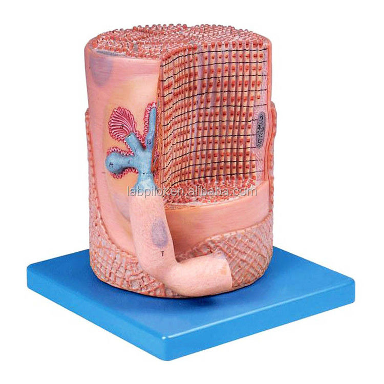 Advanced PVC Medizinische Wissenschaft Anatomisches Modell Skelettmuskelfasern Kern der Muskelzelle 3D-Modell