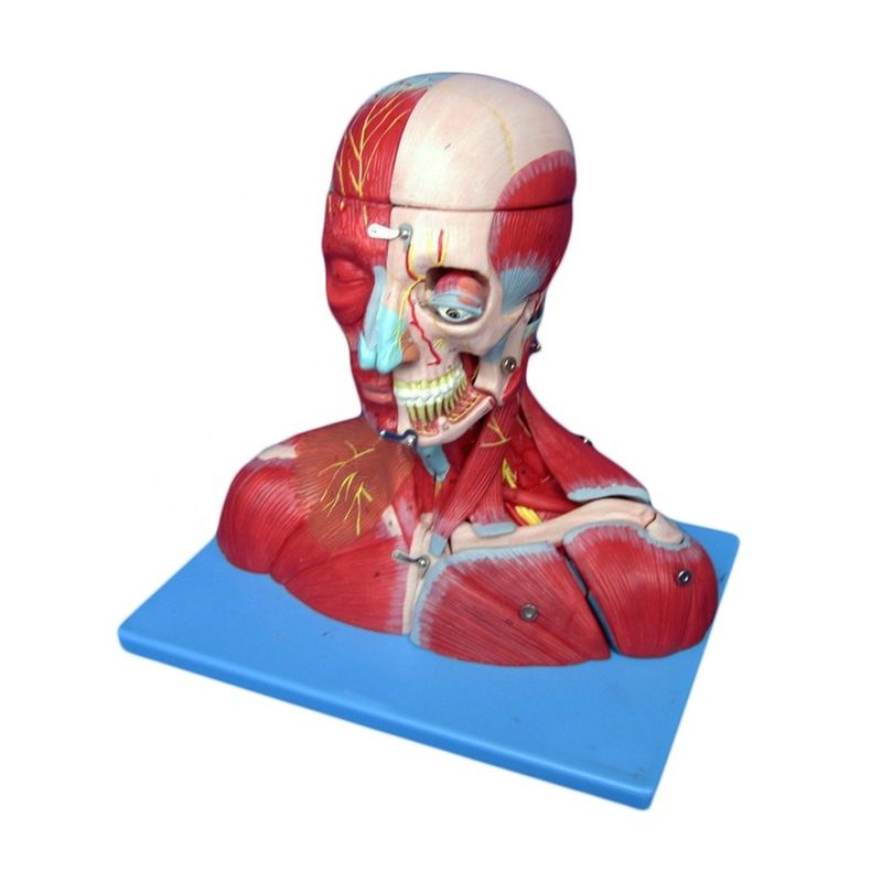 Medizinische Studie Erweiterte PVC menschliche Kopf Muskeln Nerven und Gehirn Anatomisches Rumpfmodell
