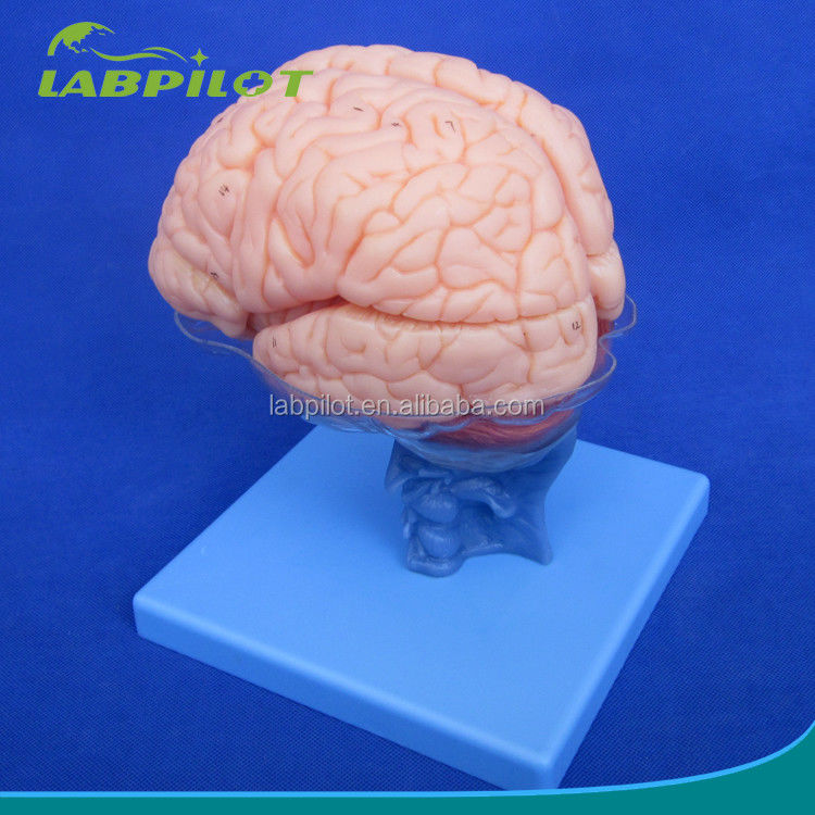 Menschliche Lebensgröße 3D-Anatomie-Lehrmodell 15 Trennstücke für die Medizinische Wissenschaft