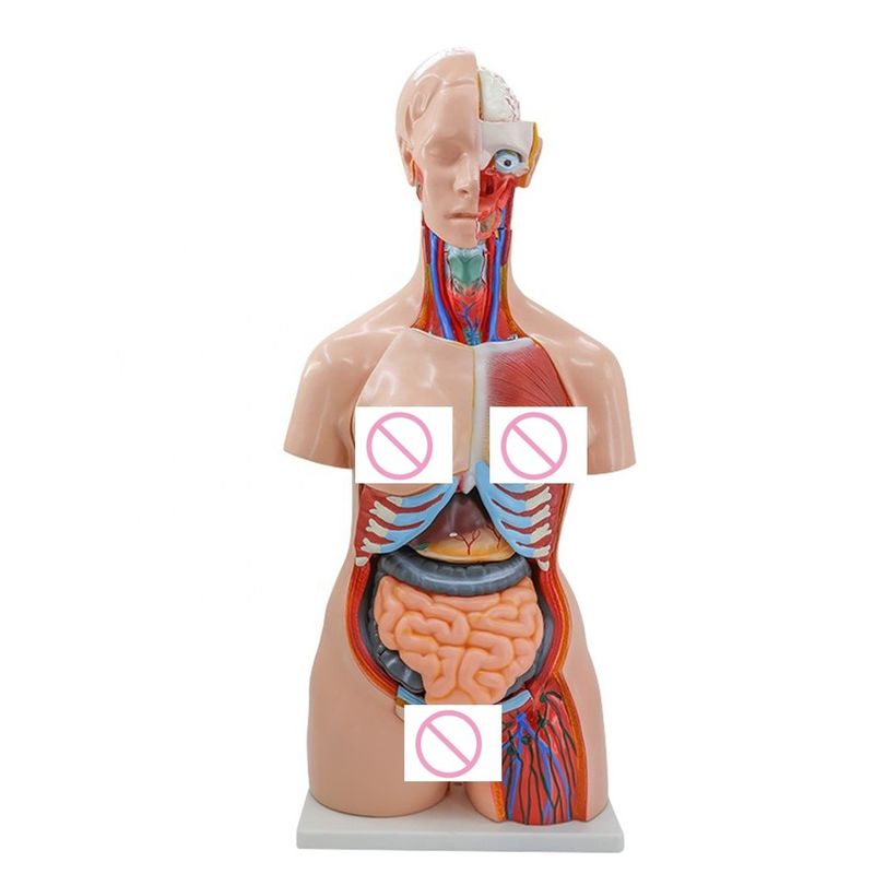 40 Teile Gehirn Herz Lunge Magen Niere Modell für den medizinischen Anatomieunterricht in Krankenhäusern