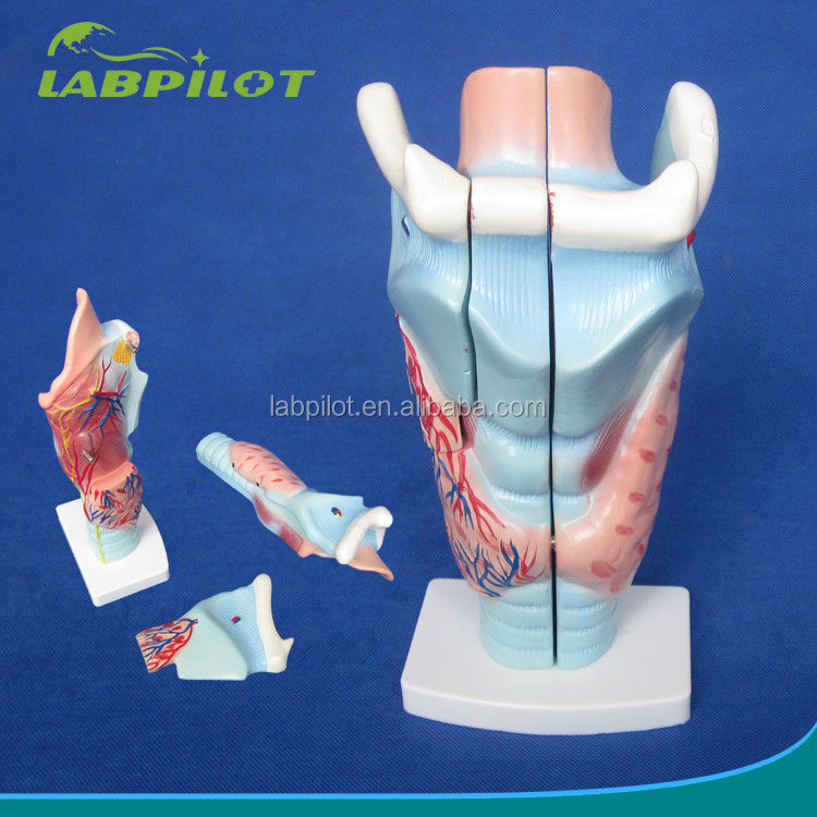 3-Teil-Larynx- und Schilddrüsenmodell für das menschliche Atmungssystem