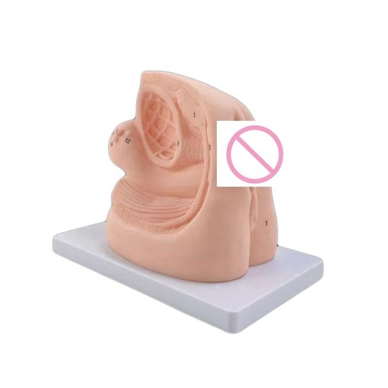 Kombination Krankenpflege Dummy menschliche Lebensgröße weibliche Genitalorgane Modell für den Unterricht