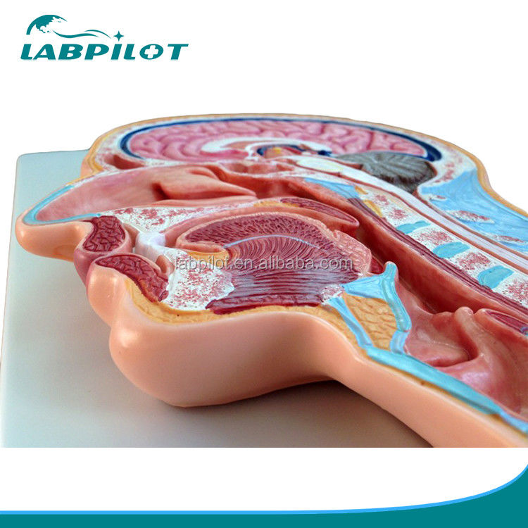 Kategorien Anatomie des Nervensystems Modell mit mittlerem Abschnitt Kopf und Gehirn Modell für Krankenhäuser