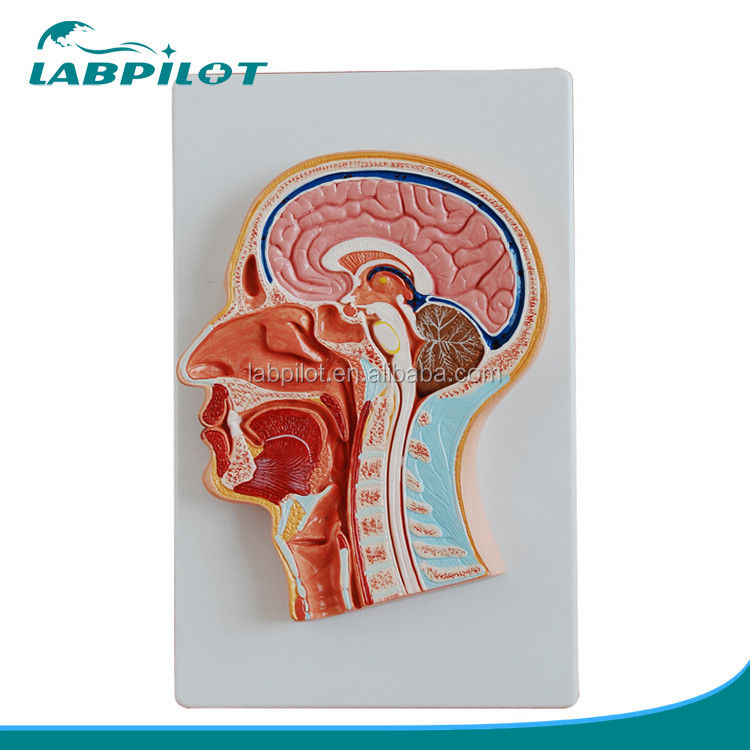 Modell für den Anatomieunterricht