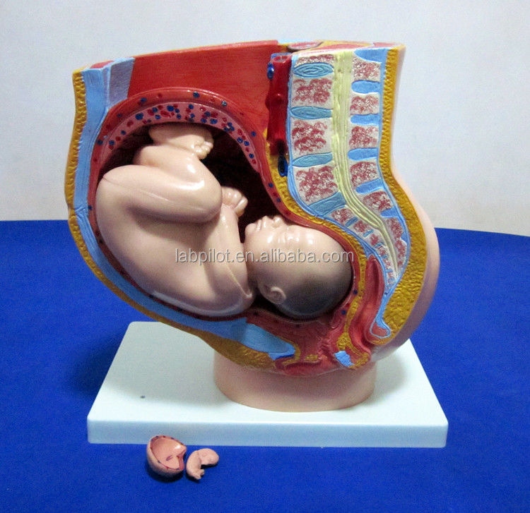 Medizinisches Modell weibliches Becken Fötus Uterus und Embryo in der 40. Schwangerschaftswoche