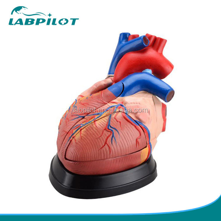 Anatomie des menschlichen Herzens 3D-Modell für die anatomische Demonstration 3 mal vergrößert 5 Teile
