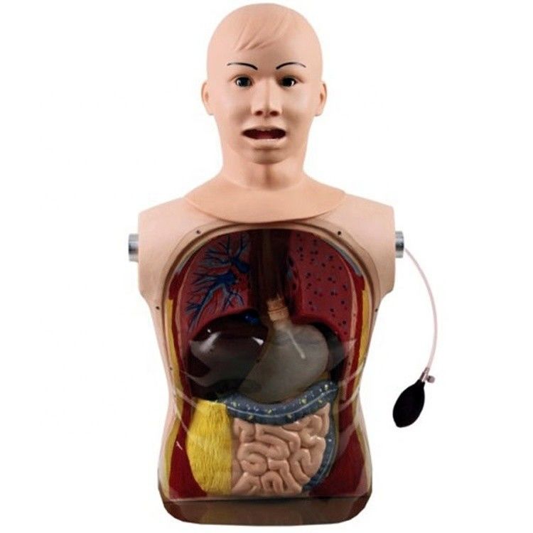 Innovative Fähigkeiten im Bereich Nasen-Gastric Tube und Luftröhre