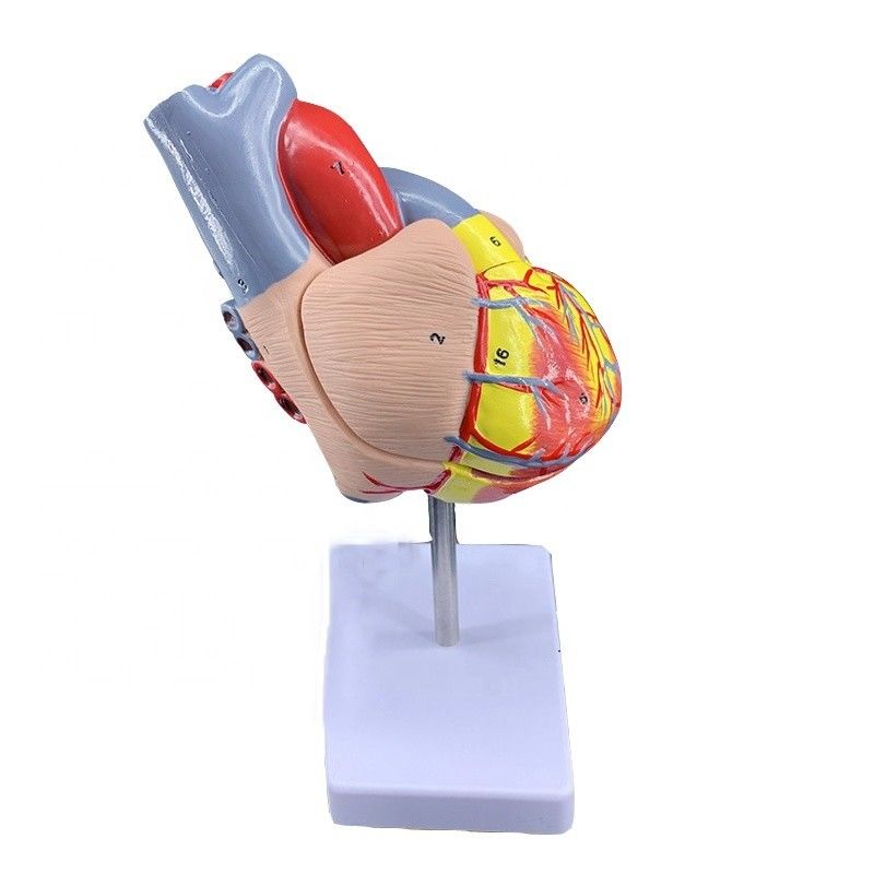 Lebensgröße 2 Teile Medizinische Anatomie Körperteile Herzmodell zur Demonstration