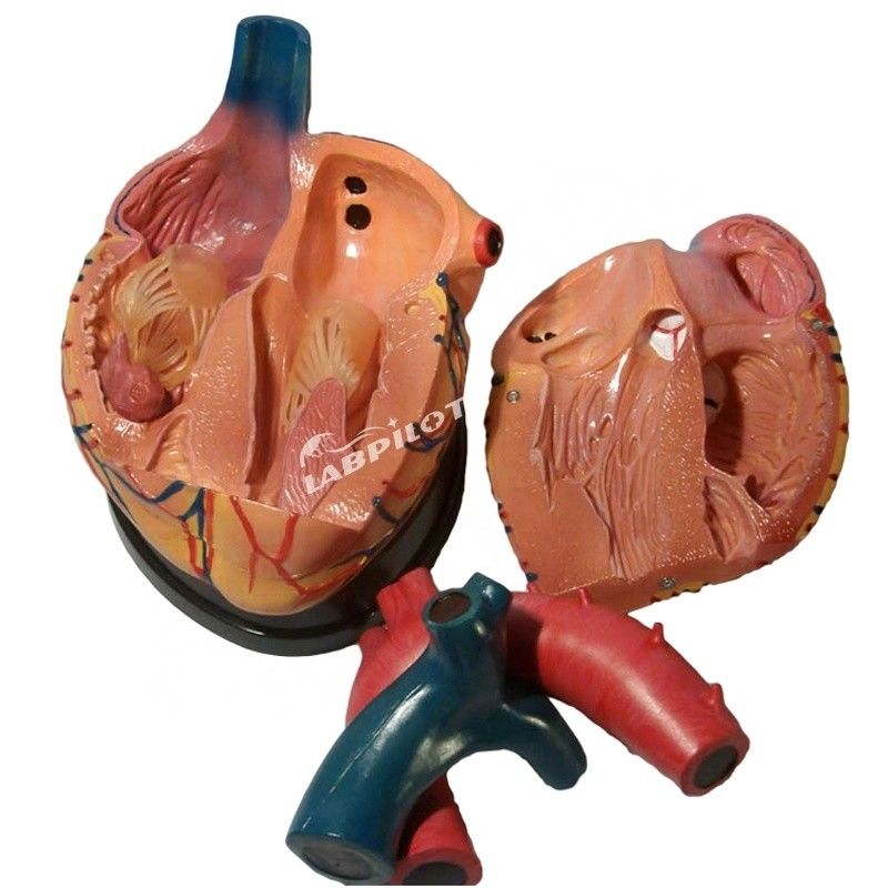Hospitals Top-Wahl 3D-Human-Herz-Anatomie-Modell für detailliertes und genaues Lernen