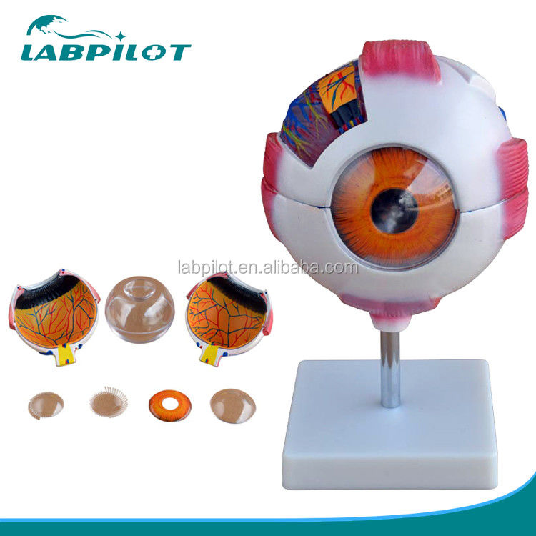 8 Teile Trennbares riesiges Auge Anatomisches Modell perfekt für medizinische Studien und Ausbildung