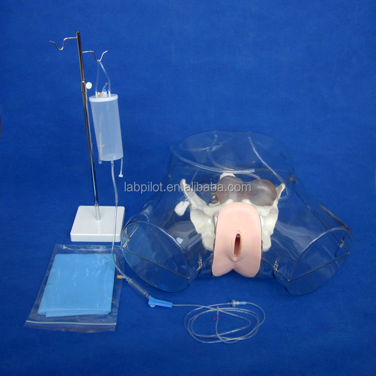 Realistisches weibliches Beckenmodell für Dilatations- und Curettage-Training-Simulator-Tool