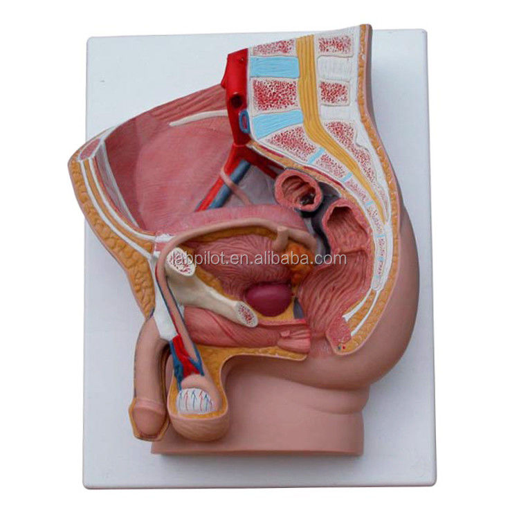 Fortpflanzungsorgane Anatomie Lehre Median Saggital 2-Teile männliche Beckenhöhle Modell