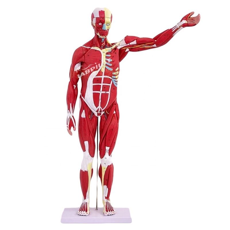 Artikel Modell für die Anatomie des menschlichen Körpers, das innere Organe und Muskeln zeigt Torso Mannequin