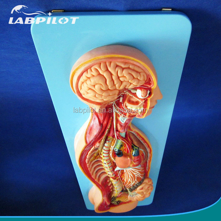 Detaillierte menschliche Lebensgröße Anatomisches Modell für automatisches Nervensystem und Körperorgane