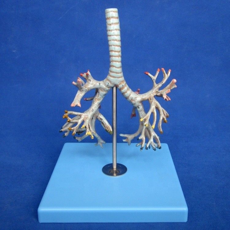 Medizinisches Modell der menschlichen Bronchien Fortgeschrittene PVC Bronchien der Luftröhre Modell in lebensgroßer Größe