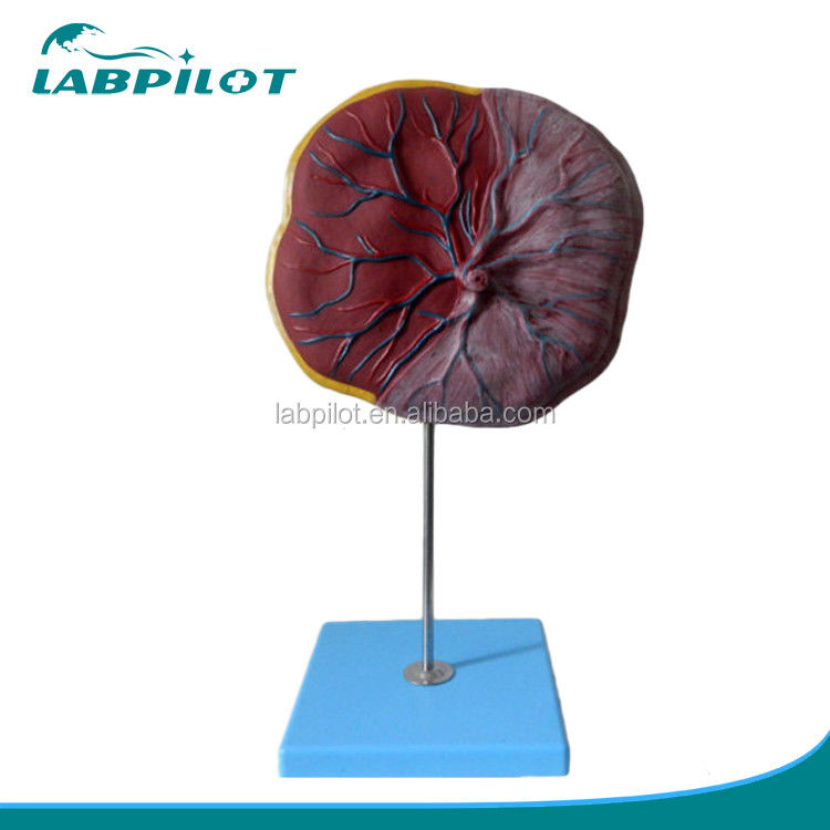 Medizinische Wissenschaft 3D-Modell der menschlichen Plazenta und Nabelschnur mit detaillierter Anatomie