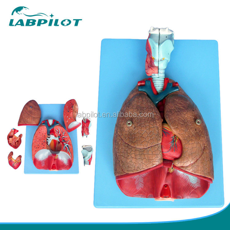 3D-Modell des menschlichen Atmungssystems, Larynx, Trachea, Herz und Lunge für medizinische Ausbildung