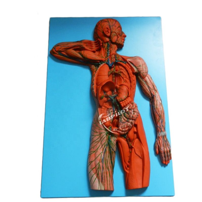 Anatomische Lehre Modell 3D-Simulator für Lymphsystem Organ