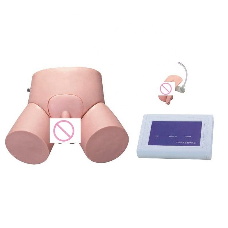 Erweiterte PVC-Regler-betriebene Krankenschwesterkatheterisationsmannequin für Menschen Lebensgröße